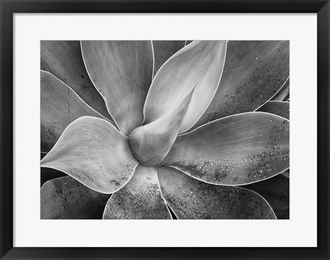 Framed California, Del Mar Succulents (BW) Print