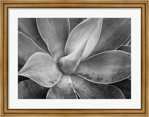 Framed California, Del Mar Succulents (BW) Print