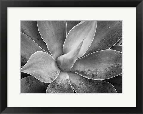 Framed California, Del Mar Succulents (BW) Print