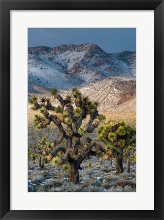 Framed Joshua Trees In The Snow Print