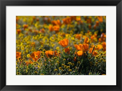 Framed Golden California Poppy Field Print