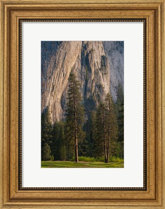 Framed Ponderosa Pines With The Middle Cathedral Spire Print