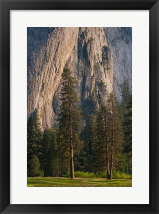 Framed Ponderosa Pines With The Middle Cathedral Spire Print