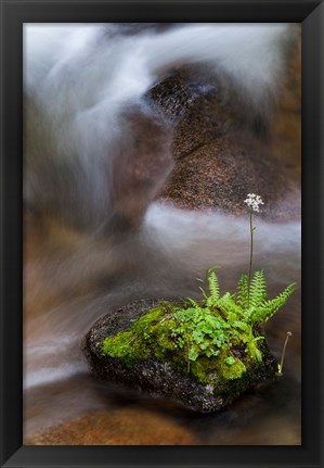 Framed Flowering Fern With A Rushing Stream Print