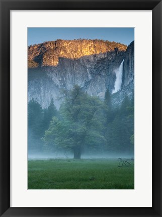 Framed Misty Yosemite Oak Print