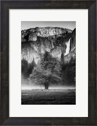 Framed Misty Californian Oak (BW) Print