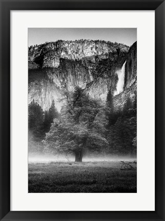 Framed Misty Californian Oak (BW) Print