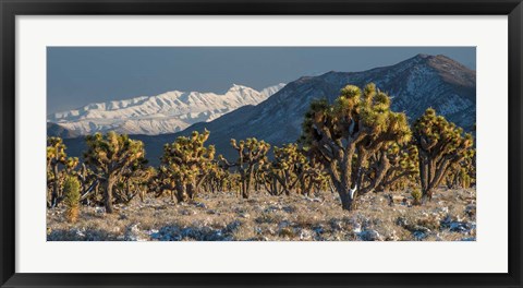 Framed Panoramic View Of Joshua Trees In The Snow Print