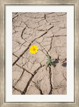 Framed Single Flower Around Mud Patterns Print