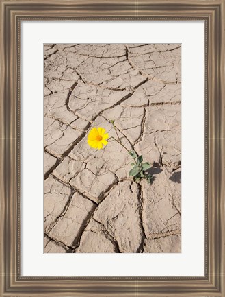 Framed Single Flower Around Mud Patterns Print