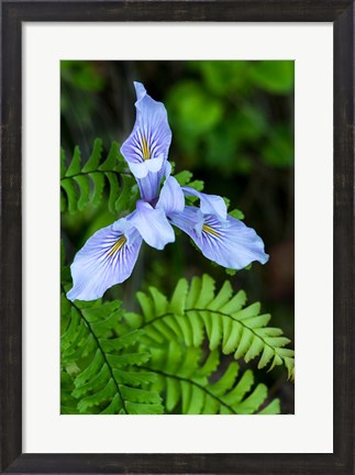 Framed Closeup Of Douglas Iris Print