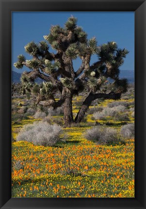 Framed Mojave Desert Joshua Tree Print