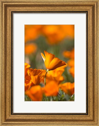 Framed Detail Of Golden California Poppy In Antelope Valley Print