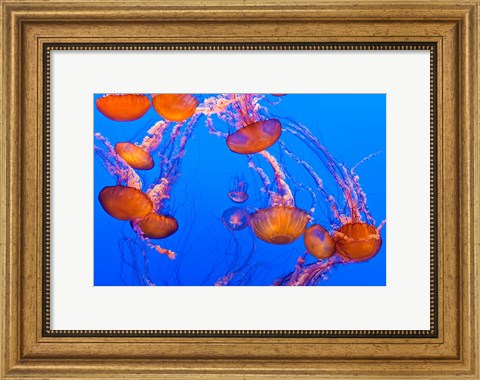 Framed Sea Nettles Dancing At The Monterey Bay Aquarium Print