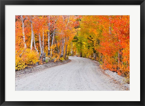 Framed Autumn In The Inyo National Forest Print