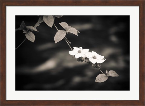 Framed Mountain Dogwood Above The Merced River (BW) Print