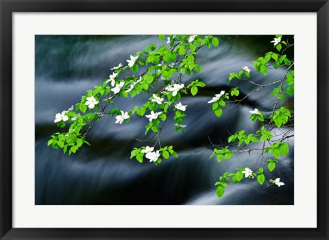 Framed Mountain Dogwood Above The Merced River Print