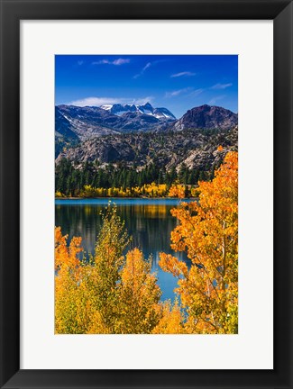 Framed Golden Fall Aspens At June Lake Print