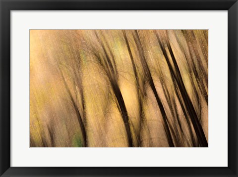 Framed Forest Abstract, California Print