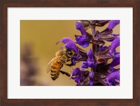 Framed Honey Bee On Salvia Blossoms Print