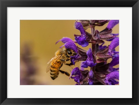 Framed Honey Bee On Salvia Blossoms Print