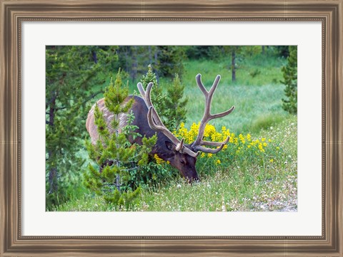 Framed Bull Elk Grazing In Rocky Mountain National Park Print