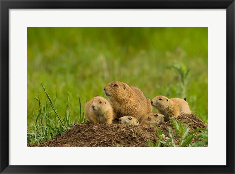 Framed Prairie Dog Family On A Den Mound Print