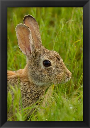 Framed Side Portrait Of A Cottontail Rabbit Print