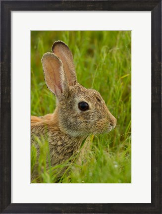 Framed Side Portrait Of A Cottontail Rabbit Print