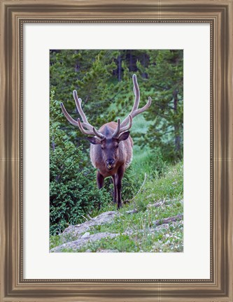 Framed Bull Elk In The Rocky Mountain National Park Forest Print