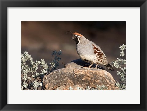 Framed Gambel&#39;s Quail On A Rock Print