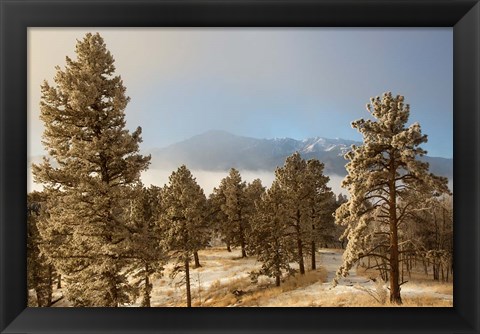 Framed Frost On Ponderosa Pine Trees Of The Pike National Forest Print