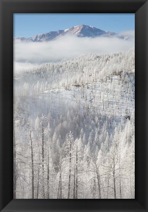 Framed Hoarfrost Coats The Trees Of Pike National Forest Print