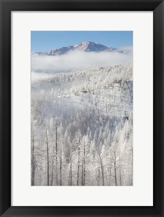 Framed Hoarfrost Coats The Trees Of Pike National Forest Print