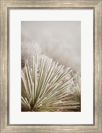 Framed Soapweed Yucca Covered In Hoarfrost Print