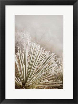 Framed Soapweed Yucca Covered In Hoarfrost Print