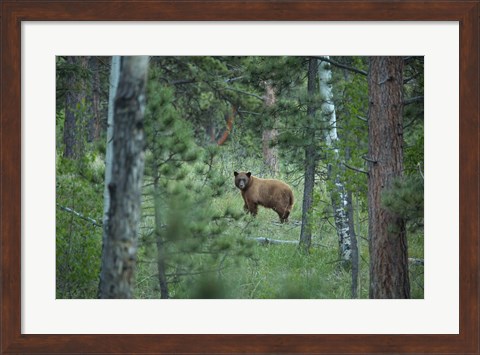 Framed Cinnamon Phase Black Bear In A Forest Print