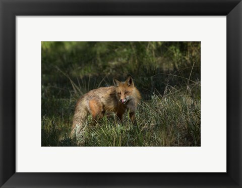 Framed Red Fox In A Meadow Print