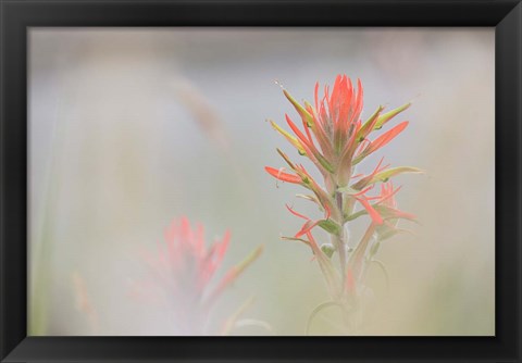 Framed Indian Paintbrush Flower In Fog Print