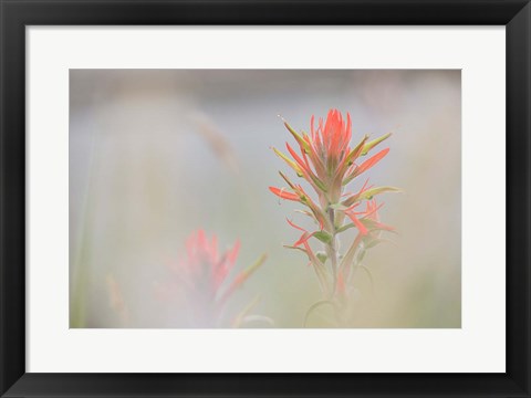 Framed Indian Paintbrush Flower In Fog Print