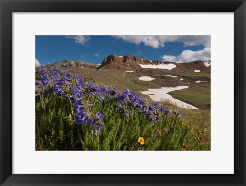 Framed Wildflowers On Cinnamon Pass Print