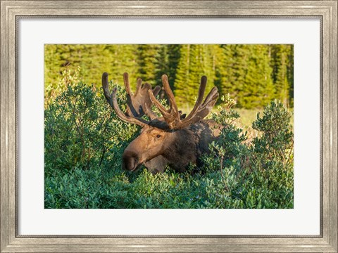 Framed Bull Moose With Velvet Antlers Print