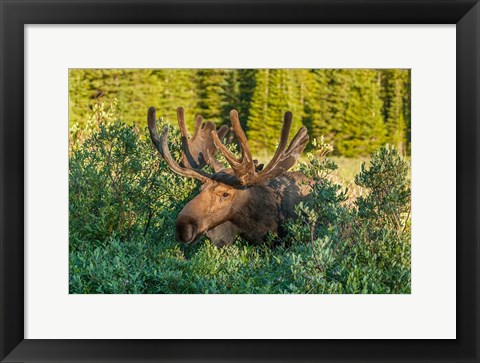 Framed Bull Moose With Velvet Antlers Print