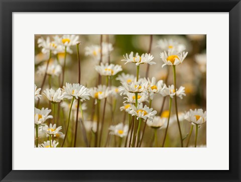 Framed Oxeye Daisies, Colorado Print