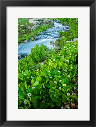 Framed Stream Cascade With Spring Marigolds, Colorado Print