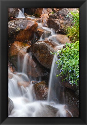 Framed Close-Up Of Cascade And Chiming Bells Flowers Print