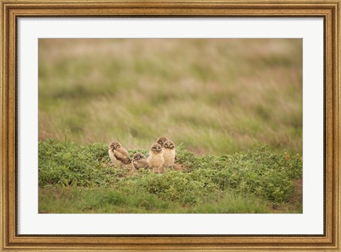 Framed Burrowing Owl Babies At Sunrise Print