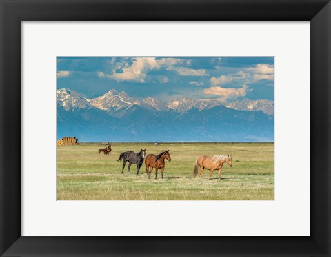 Framed Heard Of Horses In Hayfield, San Luis Valley Print