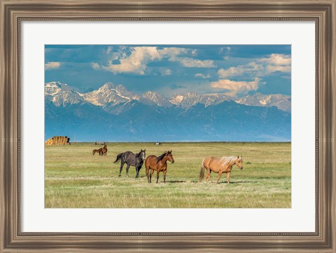 Framed Heard Of Horses In Hayfield, San Luis Valley Print