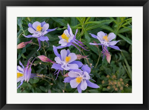 Framed Colorado Columbine Print